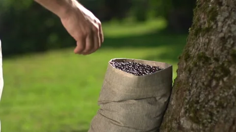 SLOW MOTION Aromatic roasted coffee beans being held over a bag Stock Footage 103587320