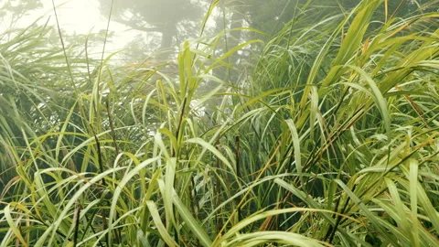 Slow motion ascent through soaring silvergrass reaching mountain peak in rain Stock-Footage 342925668