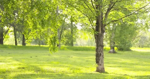 Slow motion ash tree in sunny summer day in park Stock Footage 76986960