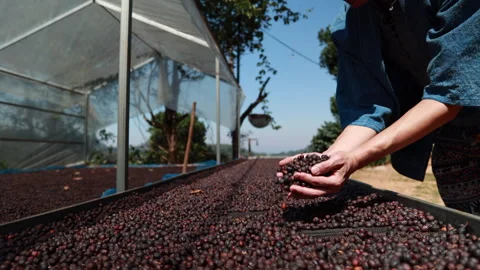 Slow motion of Asia man checking quality coffee bean Stock Footage 252720866