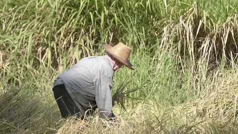 Slow motion, Asian farmer working, harvesting paddy rice in farm field. Stock Footage 81533394