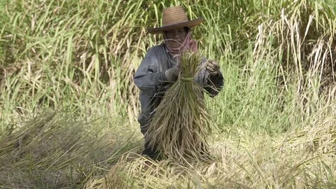 Slow motion, Asian farmer working, harvesting paddy rice in farm field. Stock Footage 83363665