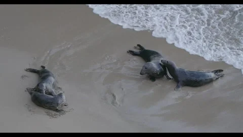 Slow Motion Atlantic Grey Seals Play In Waves On Beach UK Wildlife Cornwall Stock Footage 301113404