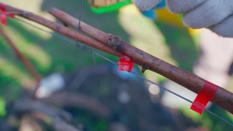 Slow motion of attaching a grapevine to a net with a garden stapler, close-up Stock Footage 310168013
