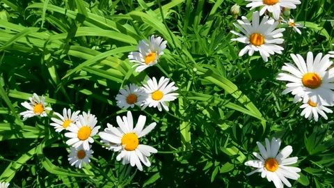 Fresh Audio Stock Videos – Royalty-Free HD & 4K Videos | Pond5