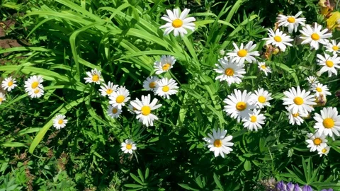 Fresh Audio Stock Videos – Royalty-Free HD & 4K Videos | Pond5