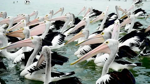 Slow motion of Australian pelicans crowding Stock Footage 130184953