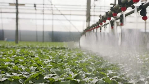 Slow motion of automatic irrigation of young plants in a large industrial 스톡 동영상 163507691