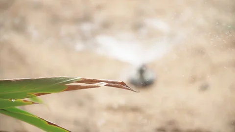 Slow motion: automatic sprinklers in the background Stock Footage 128093881