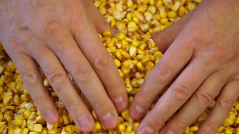 Slow motion. Autumn field work. Rich harvest of corn concept. The farmer gent Stock Footage 167019209
