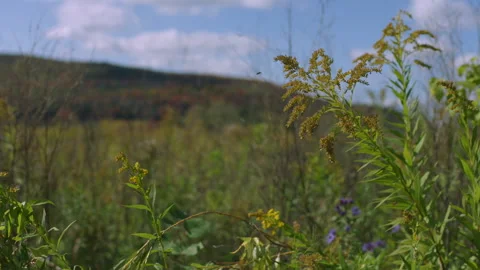 Slow Motion Autumn Flower Blooming in a Lush Pasture Stock Footage