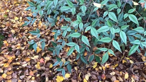 Slow motion in autumn Stock Footage 121106789