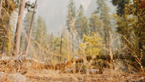 Slow motion at autumn forest 動画素材 138323115