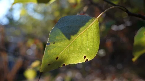 Slow motion of an autumn leaf slowly swaying on a breezy day Stock Footage 129067172