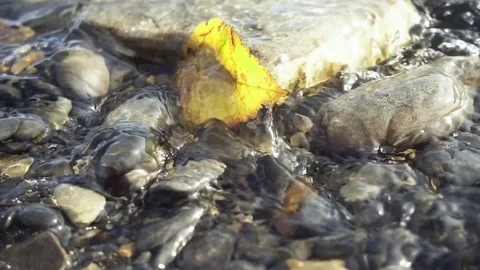 Slow motion autumn leaf in a transparent stream Stock Footage 82655437