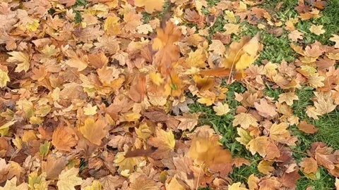 Slow motion of autumn leaves falling down on the ground Vídeos de archivo 293133382