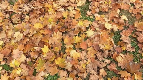 Slow motion of autumn leaves falling down on the ground Stock Footage 293133389