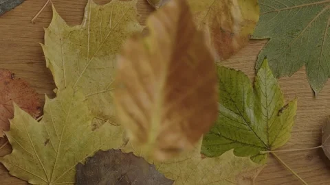 Slow Motion Autumn Leaves Falling on a Rustic Table in 4K Stock Footage 300201677