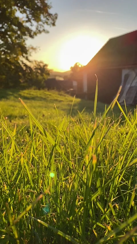 Slow motion of Autumn Sunset Grass: Cottage core and Tree Idyllic Scene HD Fall Stock Footage 244927392