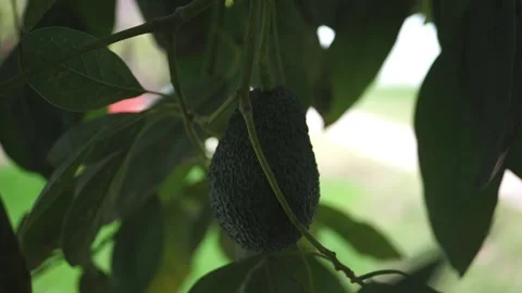 Slow Motion avocado Stock Footage 157677389
