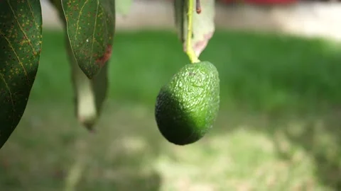 Slow Motion Avocado Stock Footage 157677429