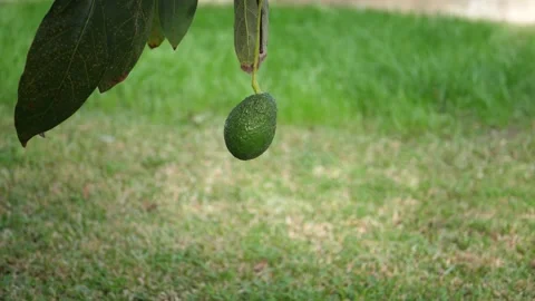 Slow Motion Avocado Stock Footage 157677500