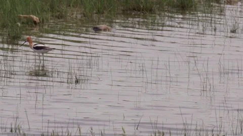 Slow motion - Avocet feeds on pond shoreline Stock Footage 82180936