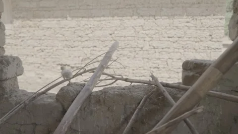 Slow motion of baby chick flapping onto a stick 스톡 동영상 244737362