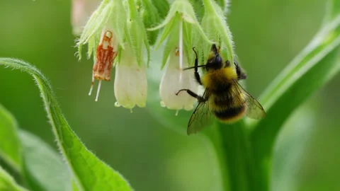 Slow Motion Back View of Furry Bumblebee on White Blossoms Stock Footage 336102831
