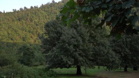 Slow Motion Backgroung  Alone Tree view of Green Forest Stock Footage 236610320