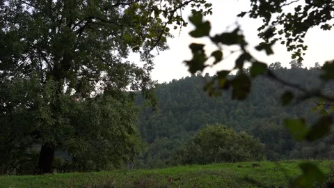 Slow Motion Backgroung  Tree view of Green Forest Stock Footage 236610434