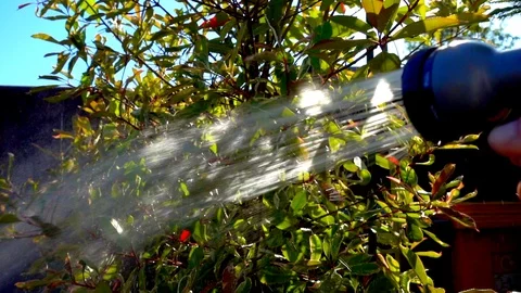 Slow motion: Backlit spray watering a bush. Stock Footage 91644262