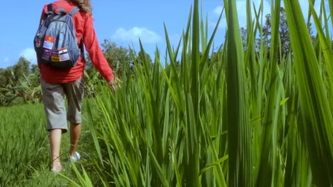 Slow motion backpacker in rice fields. Stock Footage 107128729