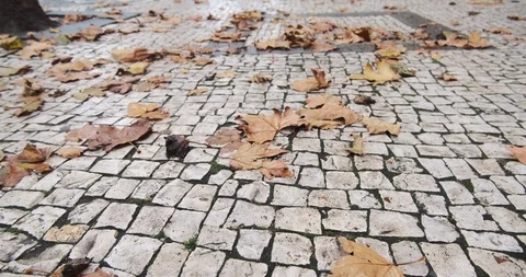 Slow motion backwards gimbal shot of Portuguese sidewalk and autumn leaves Stock Footage 118971086