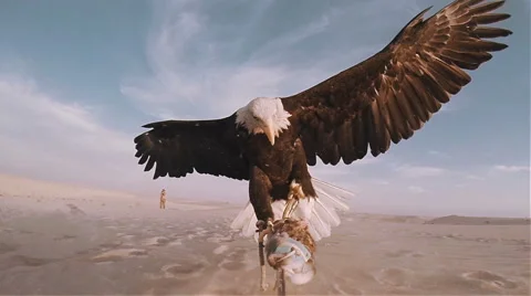 Slow motion bald eagle catching lure in the desert 100 fps Vídeo Stock 53845531