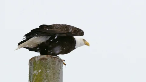 Slow motion of bald eagle flying away from top of pillar during heavy blizzard Stock Footage 129112516