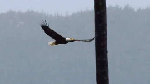 Slow motion of bald eagle flying around wooden pillar while heavy snow falls Stock Footage 129112892