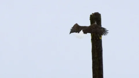 Slow motion of bald eagle flying on top of wooden pillar during blizzard Stock Footage 129112950