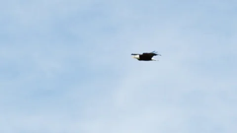Slow motion of bald eagle flying high in air above horizon on cloudy day Stock Footage 129113041