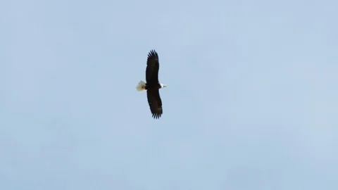 Slow motion of bald eagle flying high in air circling on cloudy morning Stock Footage 129113108
