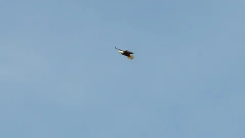 Slow motion of bald eagle flying high in air circling around on cloudy morning Stock Footage 129113277
