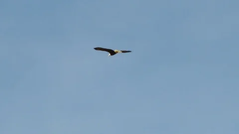 Slow motion of bald eagle flying with wings spread wide on cloudy morning Stock Footage 129113353