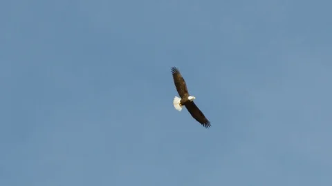 Slow motion of bald eagle flying high in air above horizon on cloudy day Stock Footage 129113419