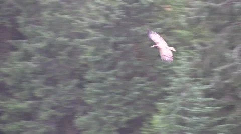 Slow motion  Bald Eagle Stock Footage 56117698