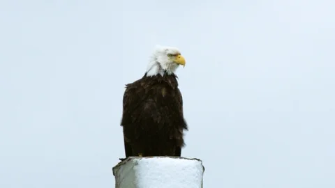 Slow motion of bald eagle sitting on top of pillar and looking around slowly Stock Footage 129112342