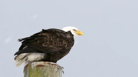 Slow motion of bald eagle sitting on top of pillar while snow falls around them Stock Footage 129112390