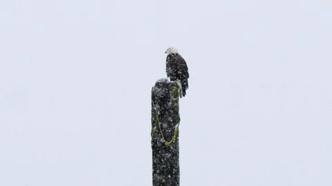 Slow motion of bald eagle sitting on wooden pillar during snow blizzard Stock Footage 129112988