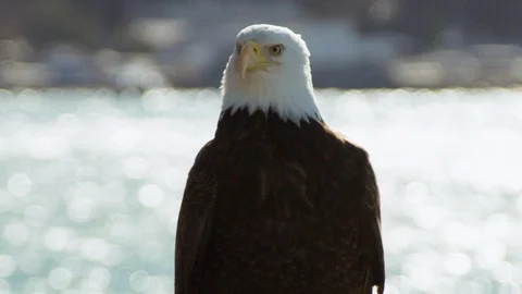 Slow motion of bald eagle sitting on edge of rock and observing surroundings Stock Footage 129113579