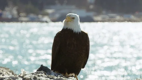 Slow motion of bald eagle sitting on edge of rock looking around in wind Stock Footage 129113688