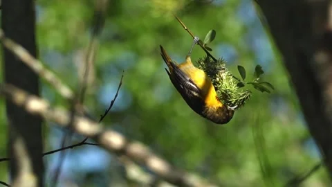 Slow Motion Baltimore Oriole Hanging Upside Down While Feeding on Fruit Stock Footage 337201550